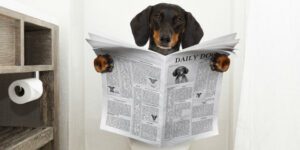 Dog Sitting on Toilet Reading a local Dog Poop Clean Up Newspaper